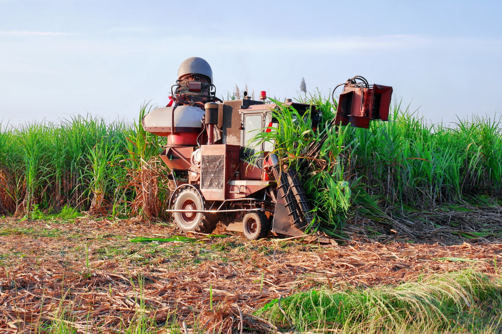 sugar sector